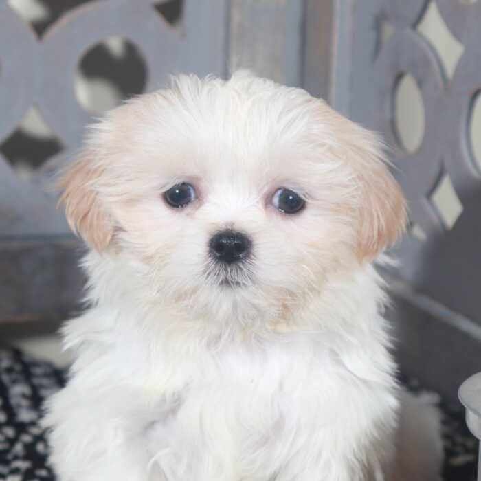 Rex- Cute Little ACA  Shih-Tzu