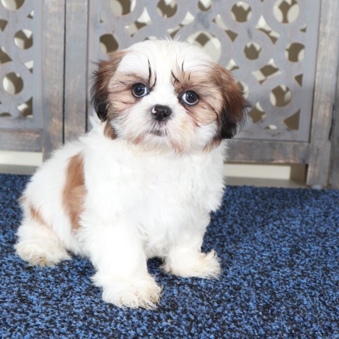 Raphael-Happy ACA  Shih-Tzu Puppy - Image 2