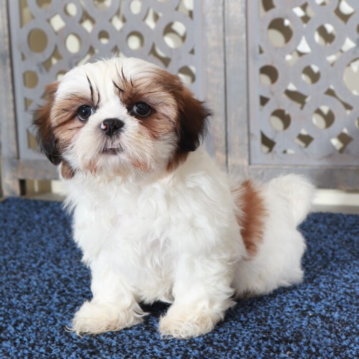 Raphael-Happy ACA  Shih-Tzu Puppy - Image 3