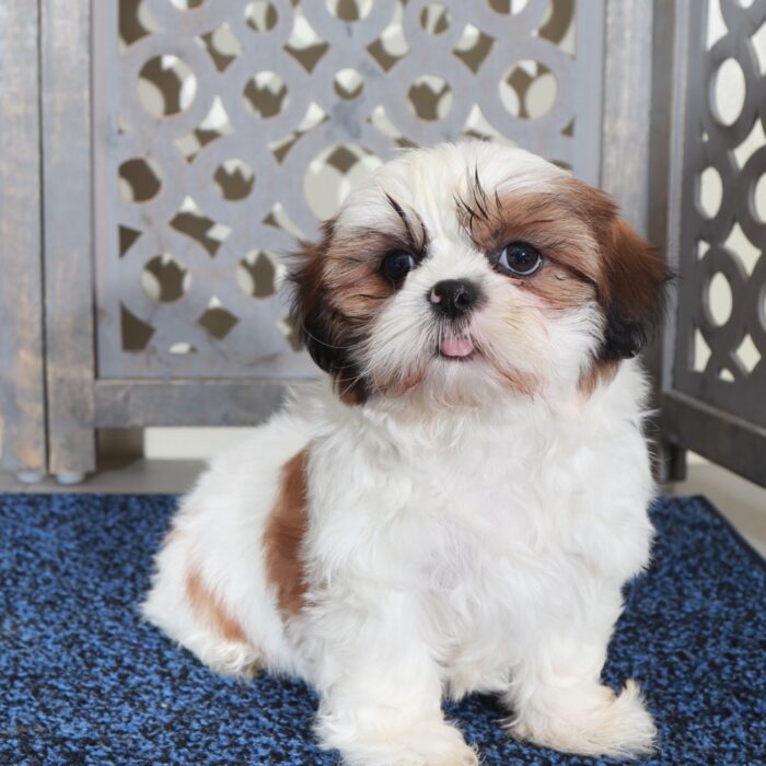 Raphael-Happy ACA  Shih-Tzu Puppy - Image 4