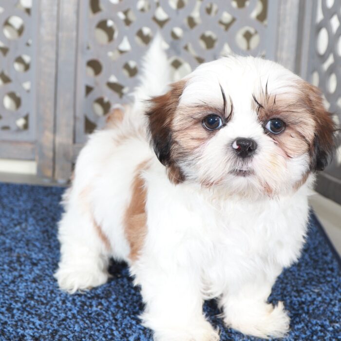 Raphael-Happy ACA  Shih-Tzu Puppy - Image 5