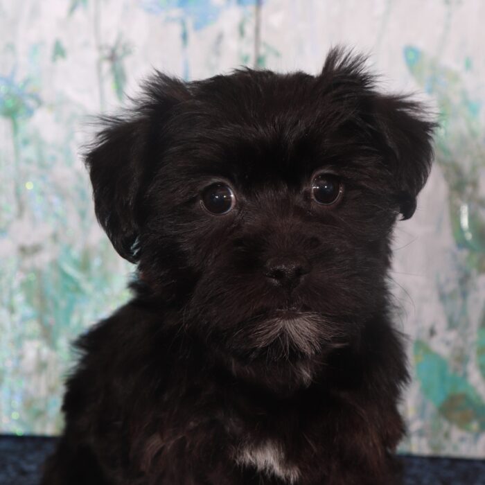 Raven-Adorable Yorkie-Poo Puppy