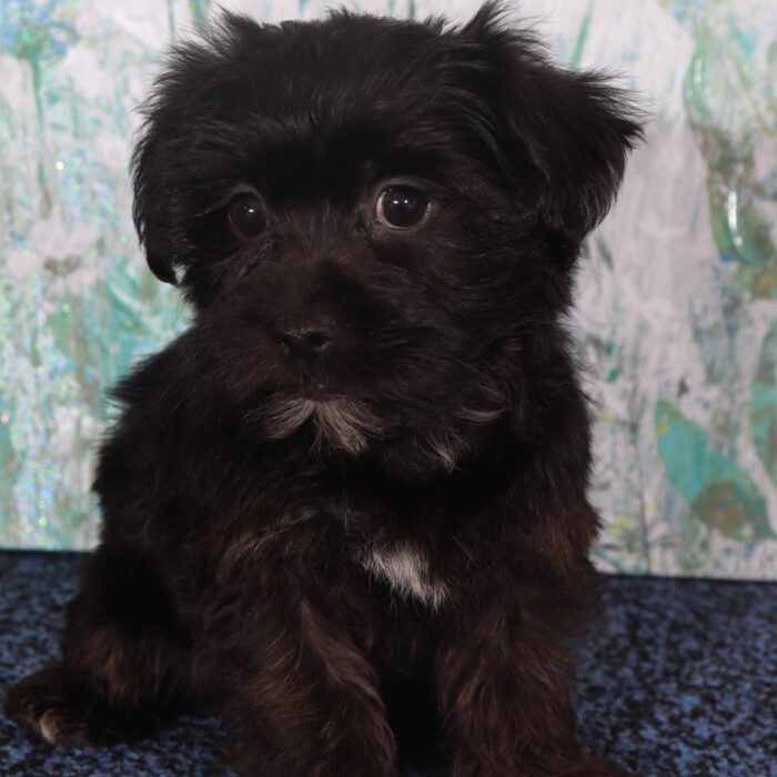 Raven-Adorable Yorkie-Poo Puppy - Image 2