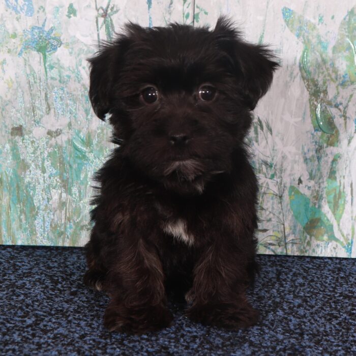 Raven-Adorable Yorkie-Poo Puppy - Image 3