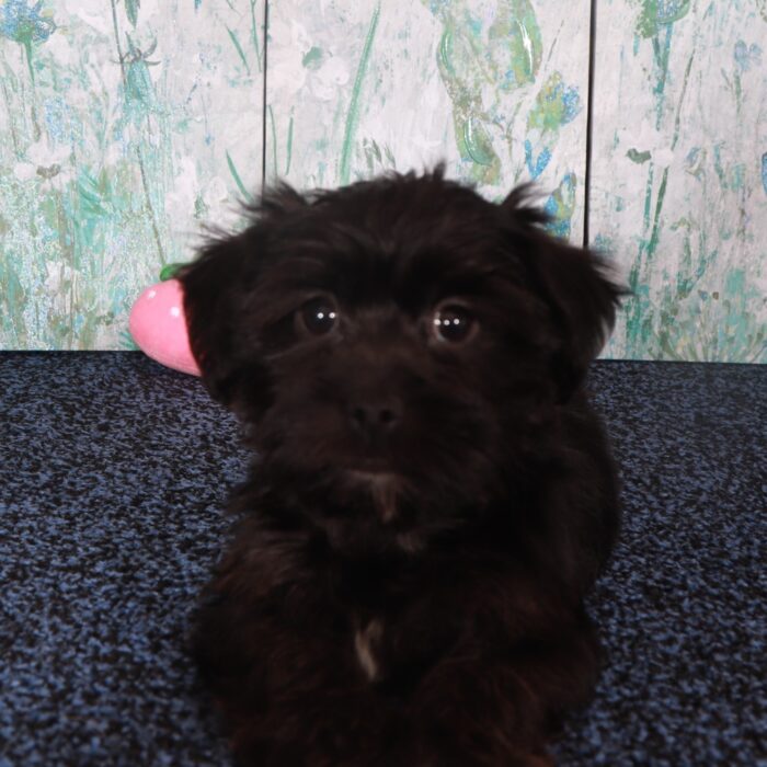 Raven-Adorable Yorkie-Poo Puppy - Image 4