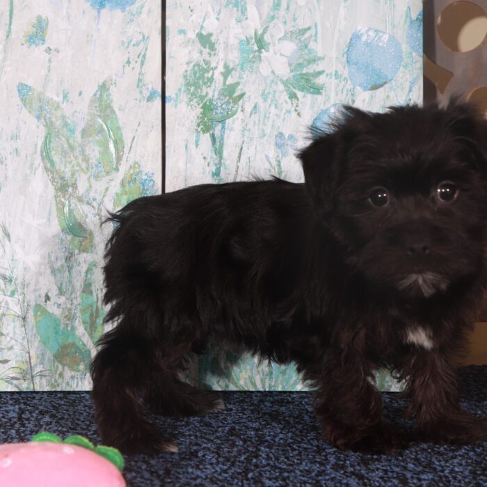 Raven-Adorable Yorkie-Poo Puppy - Image 5