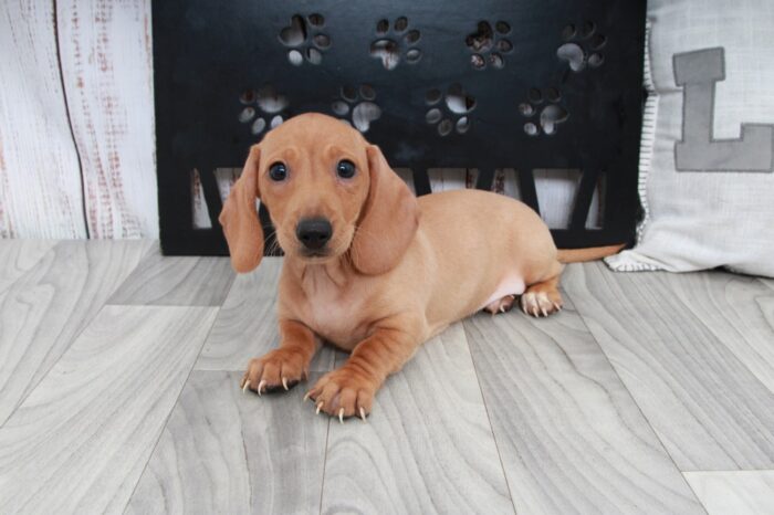 Red - Dapper Male Dachshund Puppy