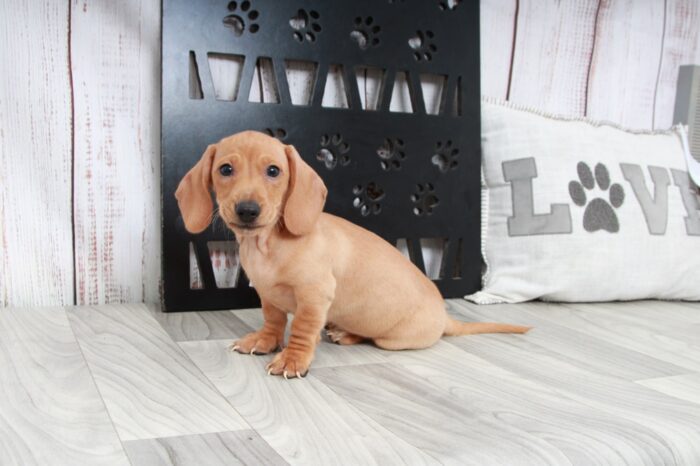 Red - Dapper Male Dachshund Puppy - Image 2