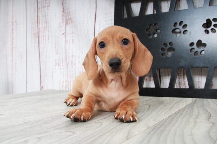 Red - Dapper Male Dachshund Puppy - Image 4