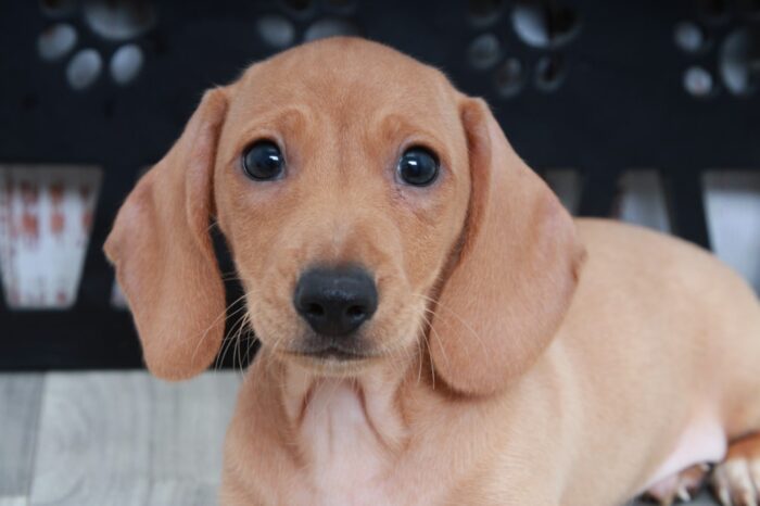 Red - Dapper Male Dachshund Puppy - Image 3