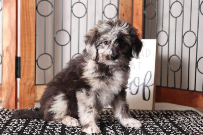 Renee- Beautiful Little Blue Merle Female Aussie-Poo Puppy