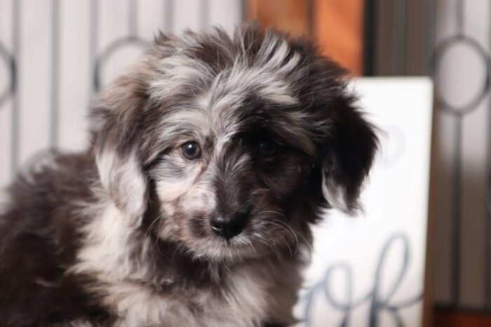 Renee- Beautiful Little Blue Merle Female Aussie-Poo Puppy - Image 2