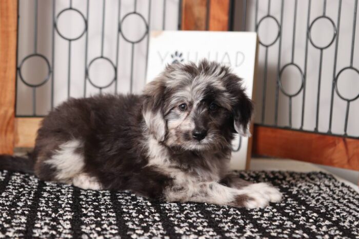 Renee- Beautiful Little Blue Merle Female Aussie-Poo Puppy - Image 3