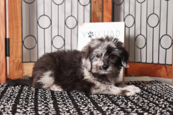 Renee- Beautiful Little Blue Merle Female Aussie-Poo Puppy - Image 4