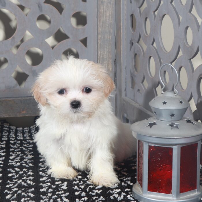 Rex- Cute Little ACA  Shih-Tzu - Image 2