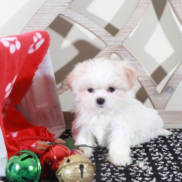 Rex- Cute Little ACA  Shih-Tzu - Image 3