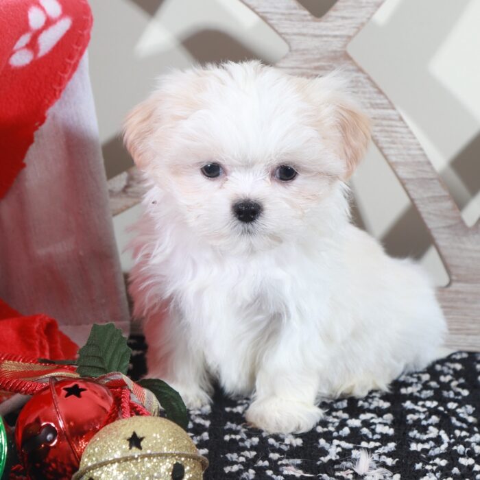 Rex- Cute Little ACA  Shih-Tzu - Image 4