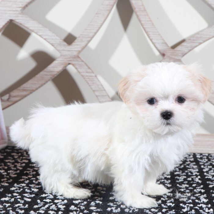 Rex- Cute ACA  Shih-Tzu