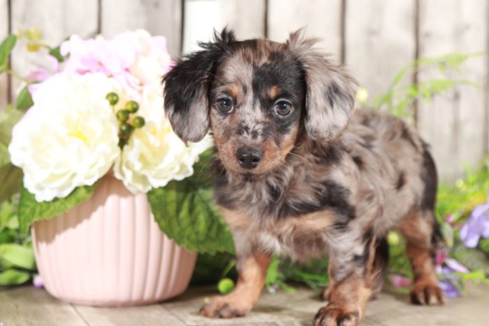 Rosie - Gorgeous, Mini, Silver-Dapple Dachshund