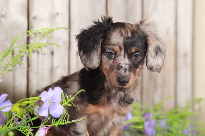 Rosie - Gorgeous, Mini, Silver-Dapple Dachshund - Image 4