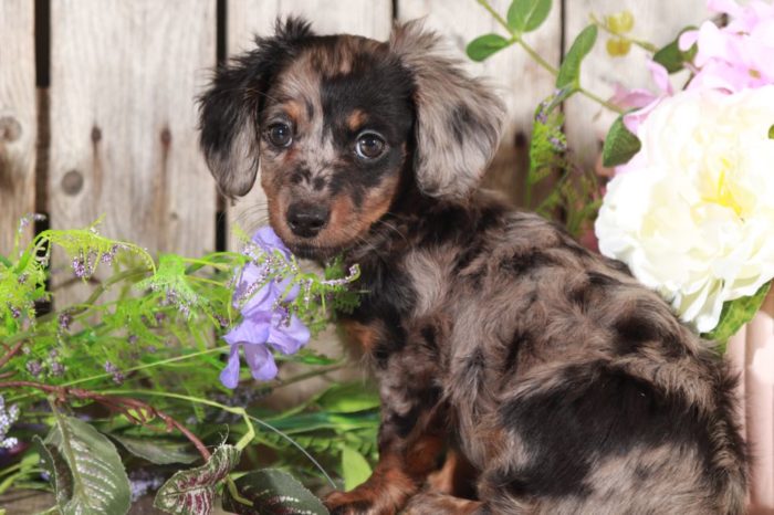 Rosie - Gorgeous, Mini, Silver-Dapple Dachshund - Image 3