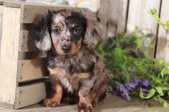 Rosie - Gorgeous, Mini, Silver-Dapple Dachshund - Image 2