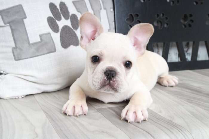 Royal - Handsome Male AKC French Bulldog Puppy