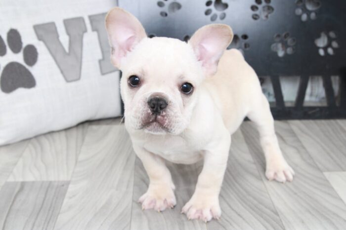 Royal - Handsome Male AKC French Bulldog Puppy - Image 2