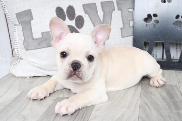 Royal - Handsome Male AKC French Bulldog Puppy - Image 5