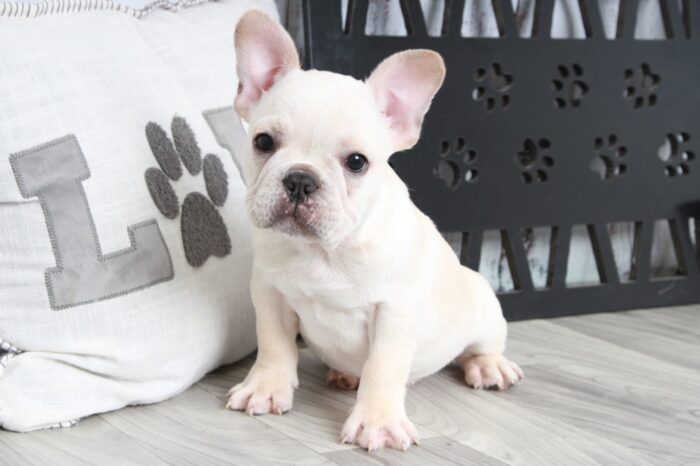 Royal - Handsome Male AKC French Bulldog Puppy - Image 4