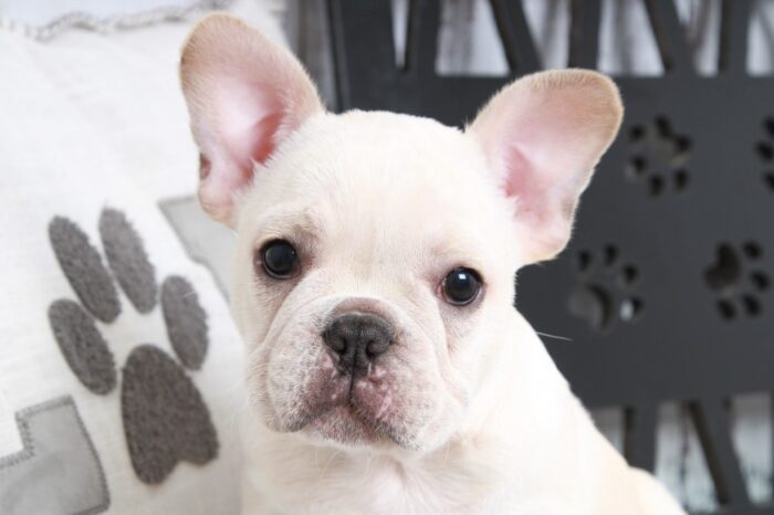 Royal - Handsome Male AKC French Bulldog Puppy - Image 3