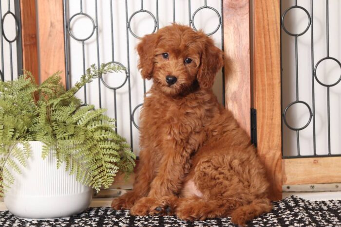 Ruby - Adorable Female F1B Goldendoodle