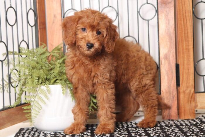 Ruby - Adorable Female F1B Goldendoodle - Image 3