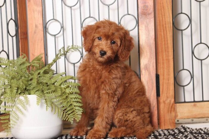 Ruby - Adorable Female F1B Goldendoodle - Image 4