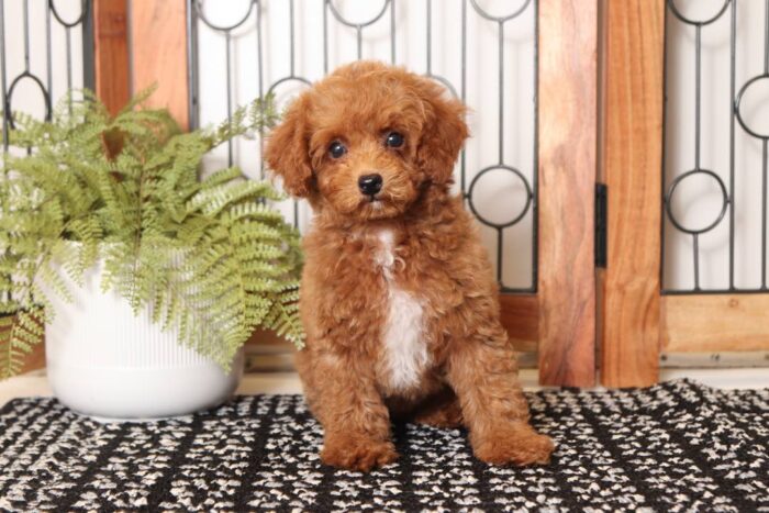 Rusty - Cool Little Male Red Toy Poodle Puppy