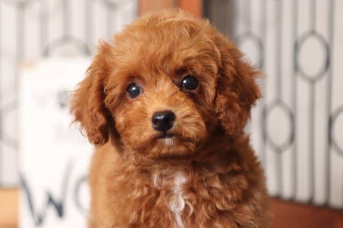 Rusty - Cool Little Male Red Toy Poodle Puppy - Image 2