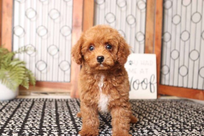 Rusty - Cool Little Male Red Toy Poodle Puppy - Image 3