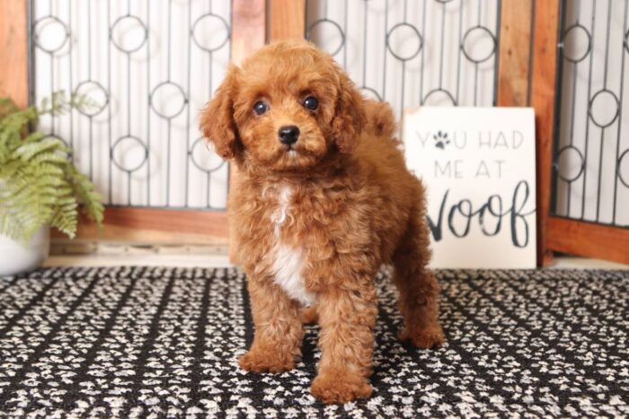 Rusty - Cool Little Male Red Toy Poodle Puppy - Image 4