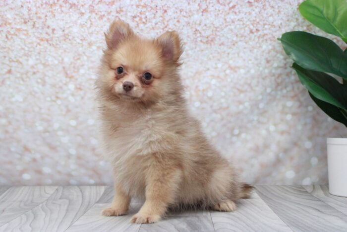 Sadie- Stunning ACA Female Pomeranian Puppy