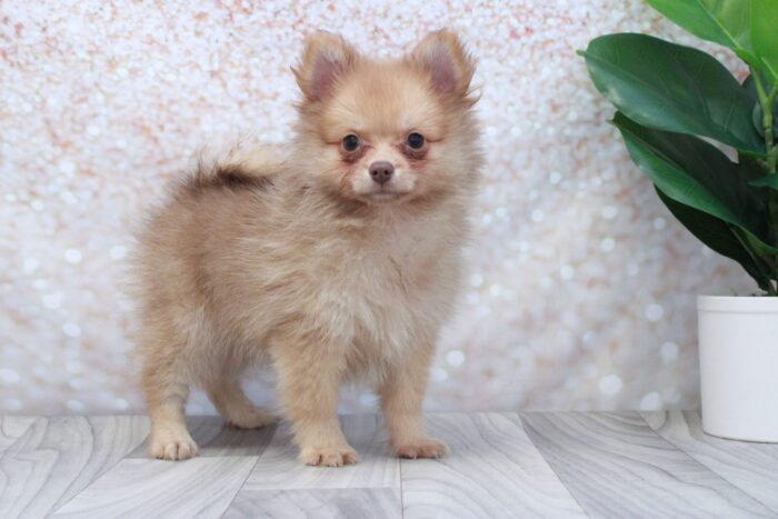 Sadie- Stunning ACA Female Pomeranian Puppy - Image 3