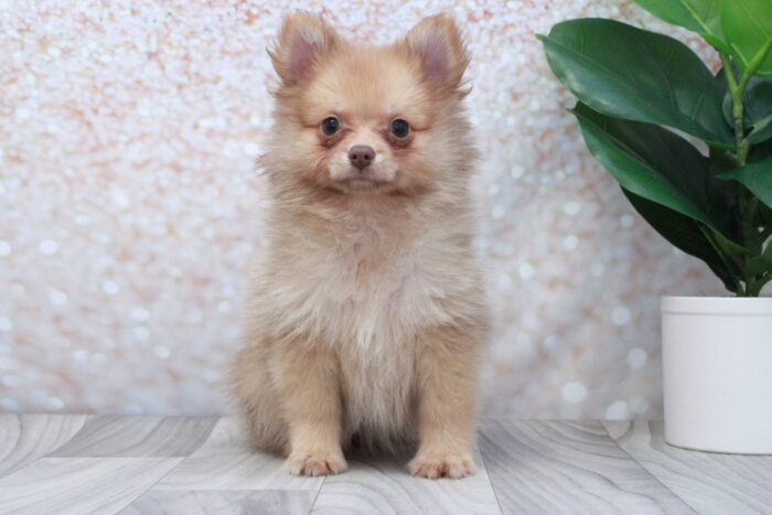 Sadie- Stunning ACA Female Pomeranian Puppy - Image 2