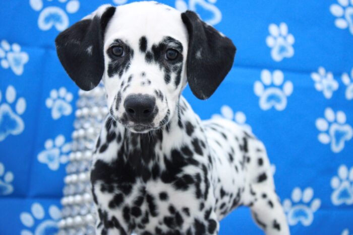 Safari - Spunky AKC Female Dalmatian Puppy