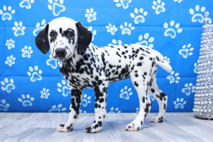 Safari - Spunky AKC Female Dalmatian Puppy - Image 3