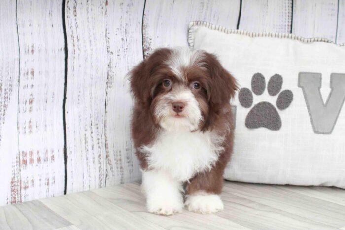 Sandra- Stunning Chocolate Female Mini Aussie-Poo Puppy