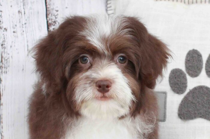 Sandra- Stunning Chocolate Female Mini Aussie-Poo Puppy - Image 3