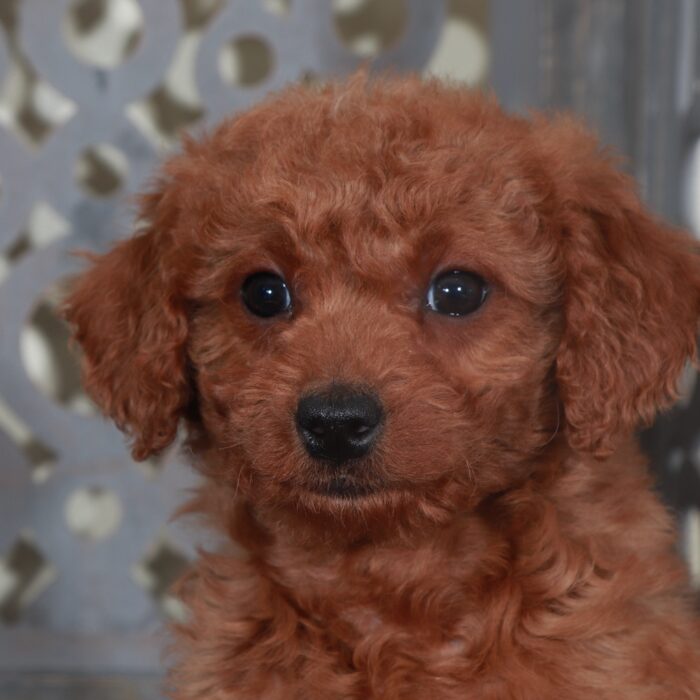 Sapphire-Sweet Red Mini Goldendoodle Puppy