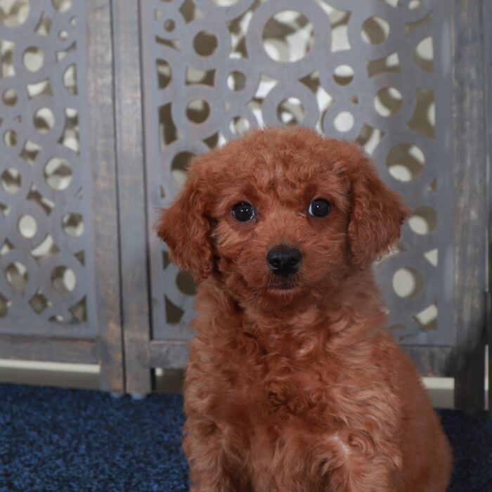 Sapphire-Sweet Red Mini Goldendoodle Puppy - Image 2