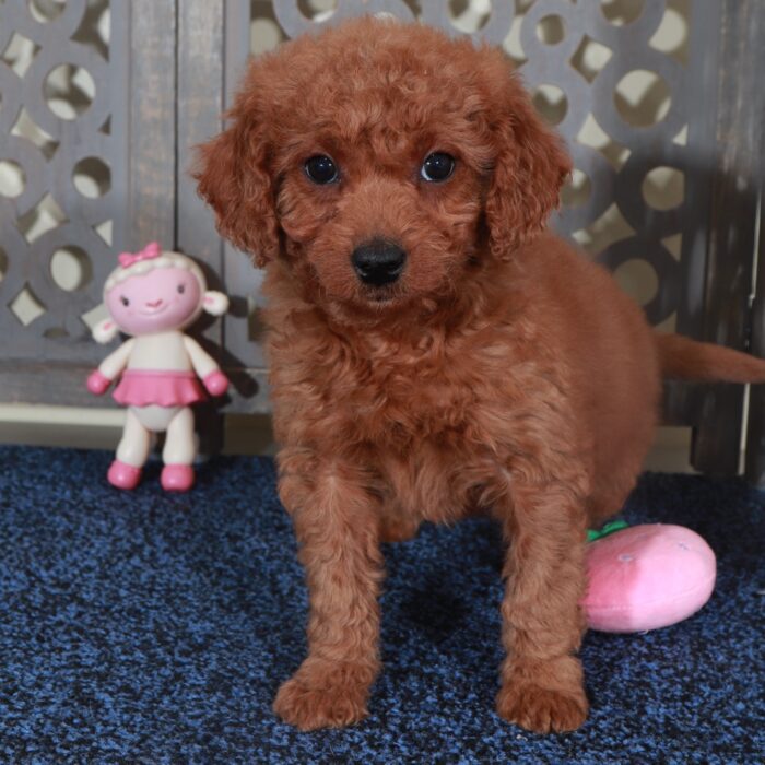 Sapphire-Sweet Red Mini Goldendoodle Puppy - Image 3