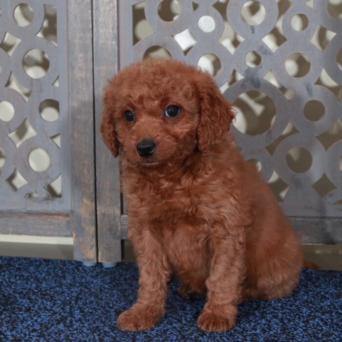 Sapphire-Sweet Red Mini Goldendoodle Puppy - Image 4