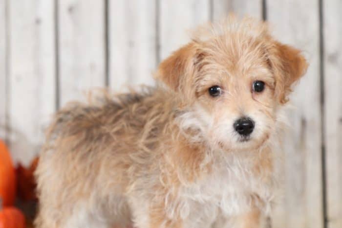 Scarlet - Sweet, Female Poochon (Rescue) - Image 2